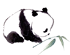 cgpay钱包